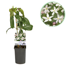 Buitenplant - Clematis armandii Apple Blossom - Groenblijvend - Bloeiend Roze - Pot Ø 11cm Hoogte ↕ 40cm