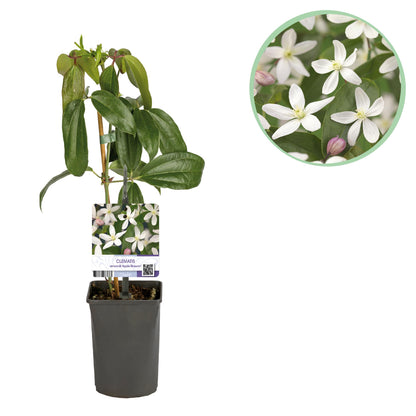 Buitenplant - Clematis armandii Apple Blossom - Groenblijvend - Bloeiend Roze - Pot Ø 11cm Hoogte ↕ 40cm