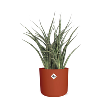 Kamerplant - Sansevieria Fernwood Punk - Pot Ø 14cm