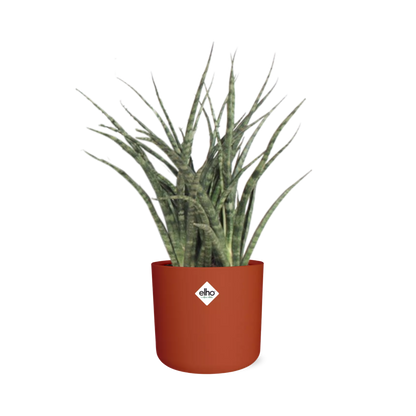 Kamerplant - Sansevieria Fernwood Punk - Pot Ø 14cm