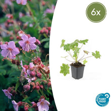 Buitenplant 6x Geranium macrorrhizum 'Ingwersen's Var.' - Bloeiend - Pot Ø 9cm Hoogte ↕ 10-25cm