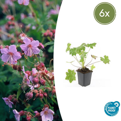 Buitenplant 6x Geranium macrorrhizum 'Ingwersen's Var.' - Bloeiend - Pot Ø 9cm Hoogte ↕ 10-25cm