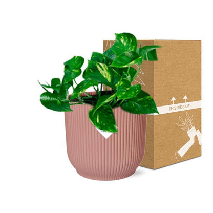 Kamerplant - Epipremnum Pinnatum 'Aureum' - Pot Ø 14cm
