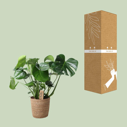 Kamerplant - Monstera Deliciosa in Mand - Pot Ø 21cm Hoogte ↕ 60cm