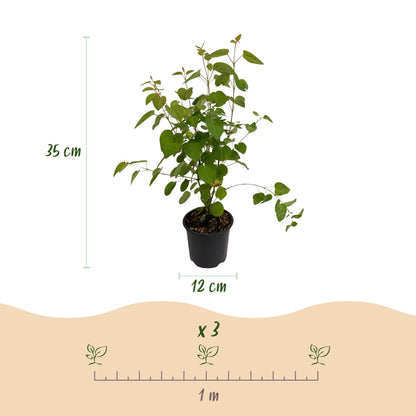 Buitenplant 3x Cercidiphyllum japonicum - Bladverliezend - Pot Ø 12cm Hoogte ↕ 35cm