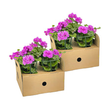Buitenplant 8x Pelargonium Peltatum Violet - Bloeiend - Pot Ø 12cm Hoogte ↕ 20cm