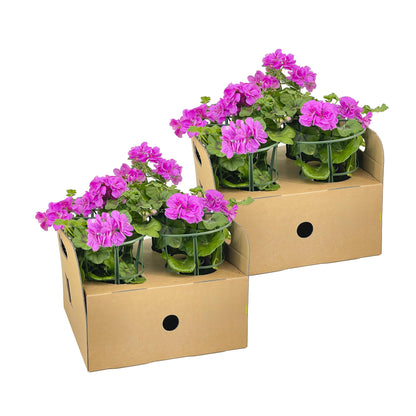 Buitenplant 8x Pelargonium Peltatum Violet - Bloeiend - Pot Ø 12cm Hoogte ↕ 20cm
