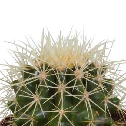 Kamerplant 3x Cactus mix - Inclusief Mexicaanse pot - Pot Ø 8.5cm