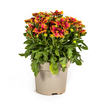 Buitenplant - Gaillardia Aristata - Bloeiend - Pot Ø 19cm Hoogte ↕ 40-50cm