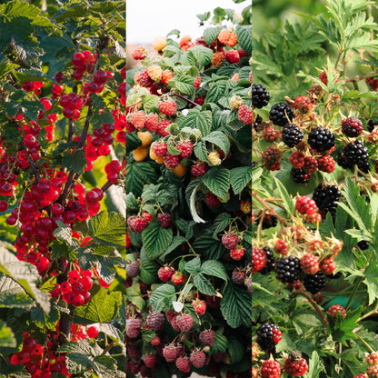 Buitenplant 3x Fruitplanten mix - Rode Bes, Rode Framboos, Zwarte Braam - Pot Ø 11cm Hoogte ↕ 40cm