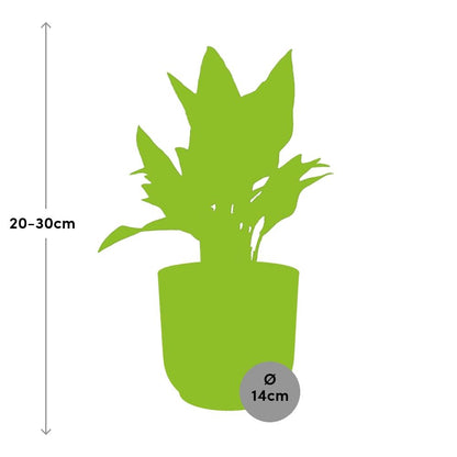 Kamerplant - Aglaonema Maria - Pot Ø 14cm
