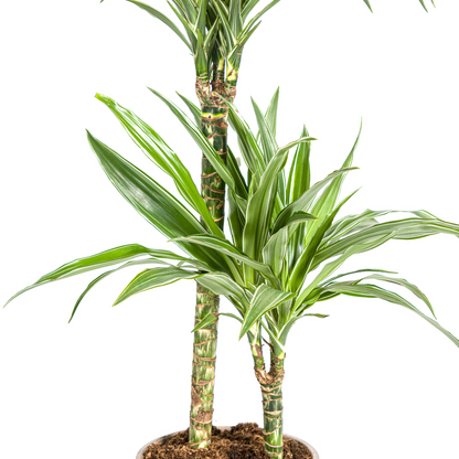 Kamerplant - Dracaena Deremensis White Stripe - Pot Ø 19cm Hoogte ↕ 70-90cm