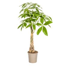 Kamerplant - Pachira Aquatica - Pot Ø 21cm Hoogte ↕ 90-110cm