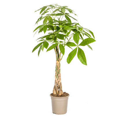 Kamerplant - Pachira Aquatica - Pot Ø 21cm Hoogte ↕ 90-110cm