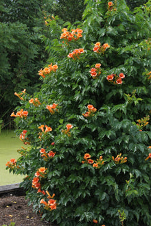 Buitenplant 2x Campsis 'Indian Summer' - Bloeiend - Pot Ø 15cm Hoogte ↕ 65cm