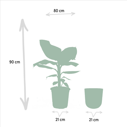 Kamerplant - Musa Dwarf Cavendish - Inclusief sierpot - Pot Ø 21cm Hoogte ↕ 90cm