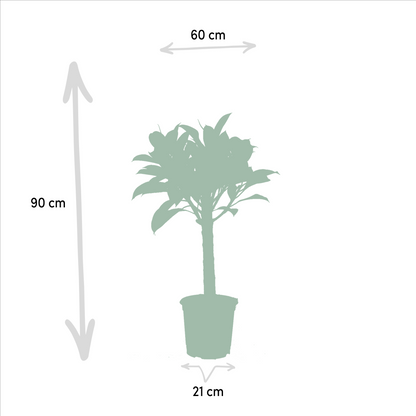 Kamerplant - Ficus Elastica Melany (↕85cm) + Alocasia Wentii (↕60cm) - Combi