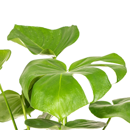 Kamerplant - Monstera Deliciosa Tauerii - Pot Ø 17cm Hoogte ↕ 50-70cm