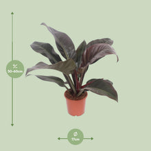 Kamerplant - Philodendron Imperial Red - Pot Ø 17cm Hoogte ↕ 60cm