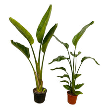 Kamerplant - Strelitzia Nicolai + Augusta - Pot Ø 17-21cm Hoogte ↕ 100cm