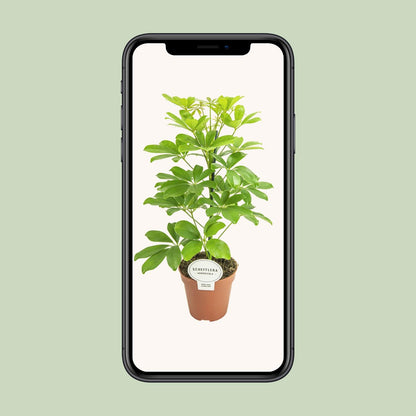 Kamerplant - Schefflera Nora - Pot Ø 13cm Hoogte ↕ 45cm