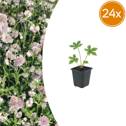 Buitenplant 24x Astrantia major - Bloeiend - Pot Ø 9cm Hoogte ↕ 10-25cm