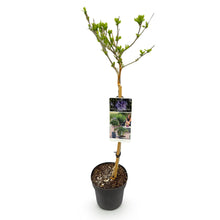 Buitenplant - Hibiscus syriacus 'Blue Chiffon®' - Plant op stam - Pot Ø 19cm Hoogte ↕ 90cm