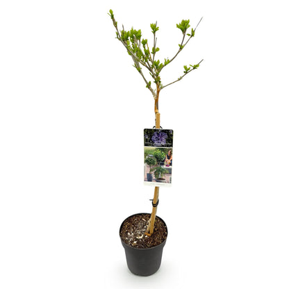 Buitenplant - Hibiscus syriacus 'Blue Chiffon®' - Plant op stam - Pot Ø 19cm Hoogte ↕ 90cm