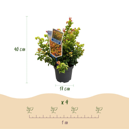 Buitenplant 2x Leucothoe 'Curly Gold' - Groenblijvend - Pot Ø 17cm Hoogte ↕ 40cm