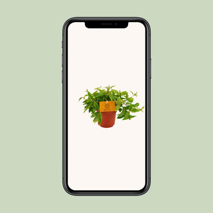 Kamerplant - Peperomia Ang. 'Rocca Vivace' - Pot Ø 11cm Hoogte ↕ 15cm