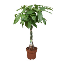 XL Kamerplant - Pachira Aquatica - Pot Ø 24cm Hoogte ↕ 120cm
