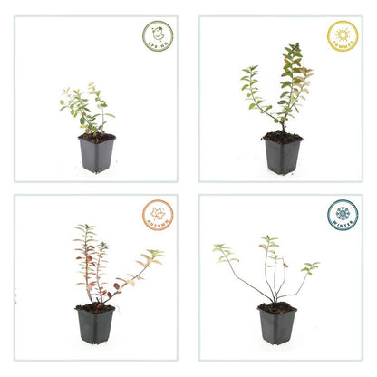 Buitenplant 12x Hypericum dummeri 'Peter Dummer' - Bloeiend - Pot Ø 9cm Hoogte ↕ 10-25cm