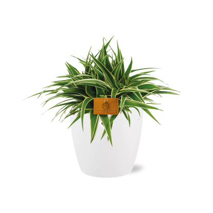 Kamerplant - Chlorophytum Ocean - Pot Ø 16cm Hoogte ↕ 15cm