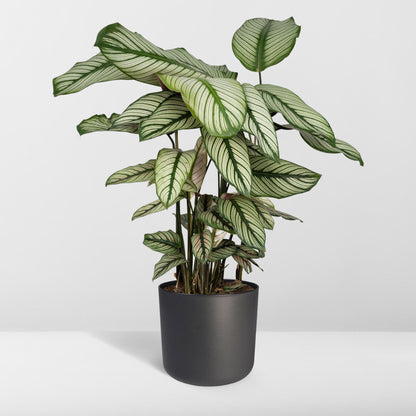 Kamerplant - Calathea Whitestar - Pot Ø 19cm Hoogte ↕ 50cm
