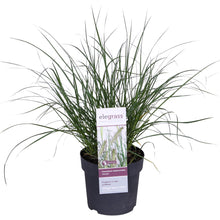 Buitenplant - Pennisetum alopecuroides 'Hameln' - Pot Ø 19cm Hoogte ↕ 40cm