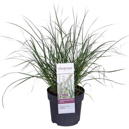 Buitenplant - Pennisetum alopecuroides 'Hameln' - Pot Ø 19cm Hoogte ↕ 40cm