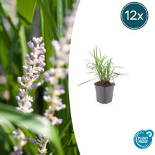 Buitenplant 12x Liriope muscari 'Monroe White' - Pot Ø 9cm Hoogte ↕ 10-25cm