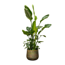 XL plant - Strelitzia Nicolai de Luxe - Pot Ø 40cm Hoogte ↕ 250cm