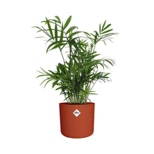 Kamerplant - Chamaedorea - Luchtzuiverend - Pot Ø 14cm