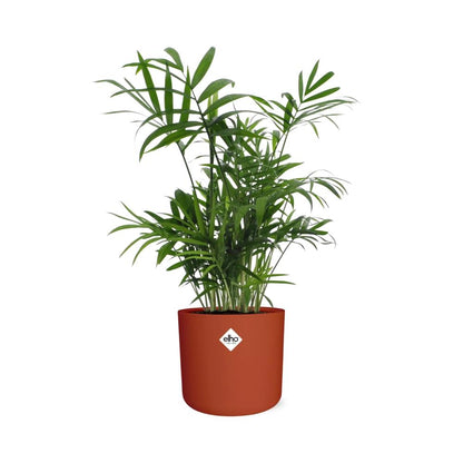 Kamerplant - Chamaedorea - Luchtzuiverend - Pot Ø 14cm