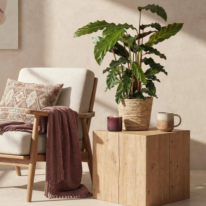 Green BoutiQ - Green is... Kamerplanten - Calathea Rufibarba - Pauwen plant - Weinig onderhoud - met mand - Groen - 1 Plant - Pot 17cm - Hoogte 55-60cm