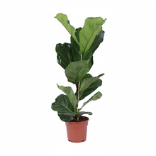 Kamerplant - Ficus Lyrata Struik - Hoogte ↕ 80cm