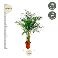 XL Kamerplant - Dypsis Lutescens (Areca Palm) - Pot Ø 27cm Hoogte ↕ 160cm