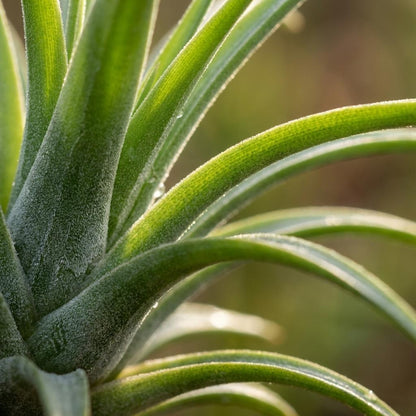 Kamerplant - Tillandsia Luchtplant in Decor - Pot Ø 14cm Hoogte ↕ 37cm