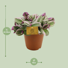 Kamerplant - Tradescantia Nanouk - Hangplant - Pot Ø 15cm Hoogte ↕ 25cm