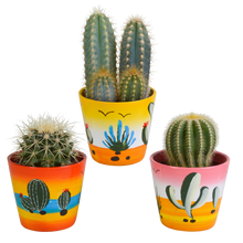 Kamerplant 3x Cactus mix - Inclusief Mexicaanse pot - Pot Ø 8.5cm