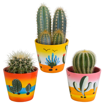 Kamerplant 3x Cactus mix - Inclusief Mexicaanse pot - Pot Ø 8.5cm