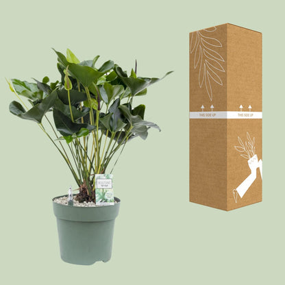 Kamerplant - Anthurium Arrow - Pot Ø 30cm Hoogte ↕ 80cm