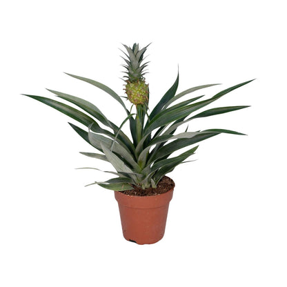 Kamerplant - Bromelia Ananas - Pot Ø 12cm Hoogte ↕ 30cm