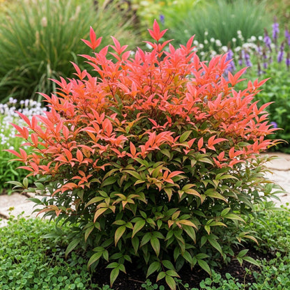 Buitenplant - Nandina domestica 'Obsessed' - Groenblijvend - Pot Ø 17cm Hoogte ↕ 45cm